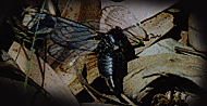burnt-out cicada